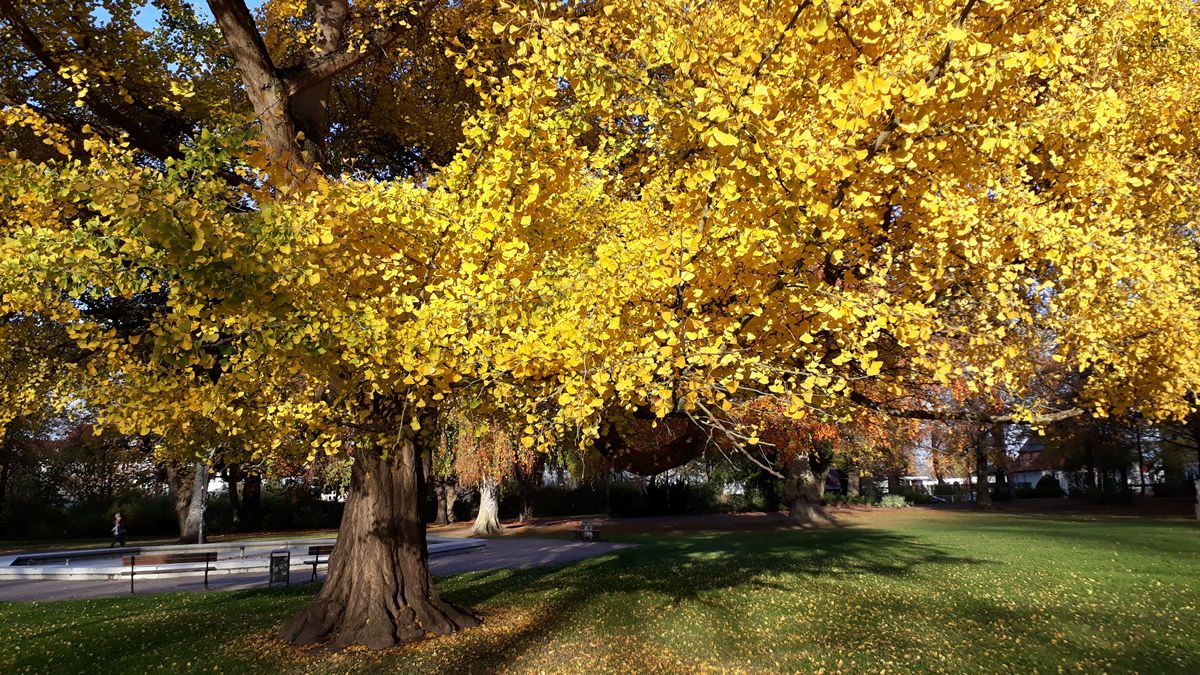 Sonnabend, 24. Oktober 2026