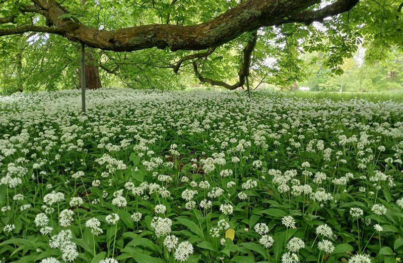 Führungen Stralsund und Umgebung: Park Putbus
