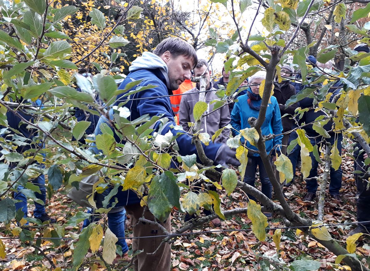 Obstbaumschnittseminar - Seminare in Stralsund und auf Rügen